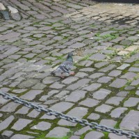 Feral Pigeon